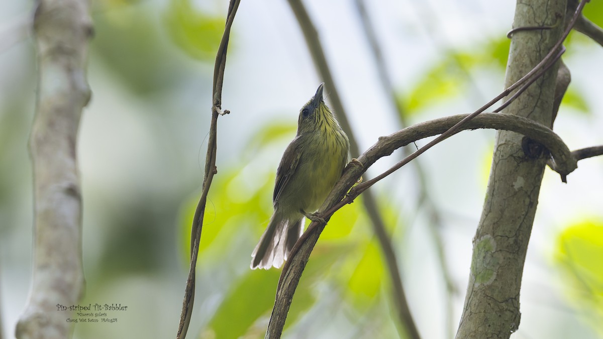 Pin-striped Tit-Babbler - ML623352499