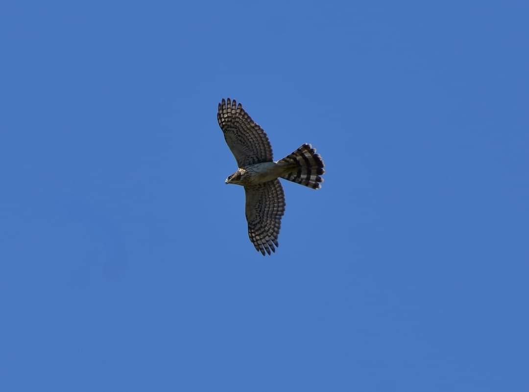 Cooper's Hawk - ML623352551