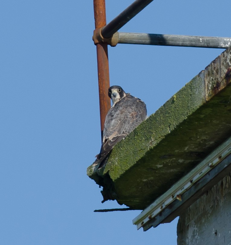 Peregrine Falcon - Alix d'Entremont