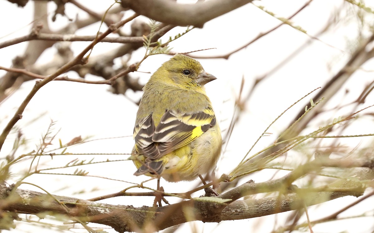 Hooded Siskin - Ricardo Battistino