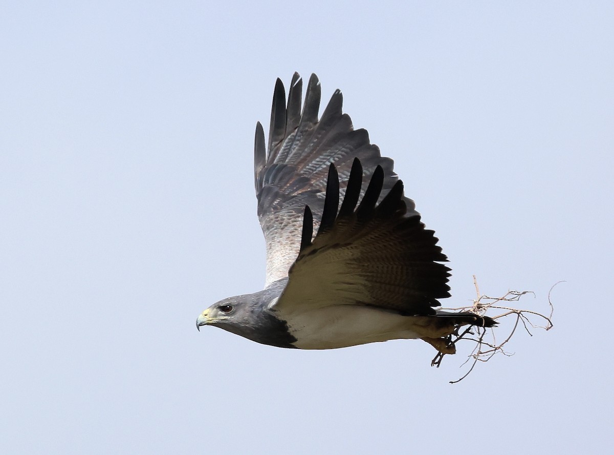 Black-chested Buzzard-Eagle - ML623352578