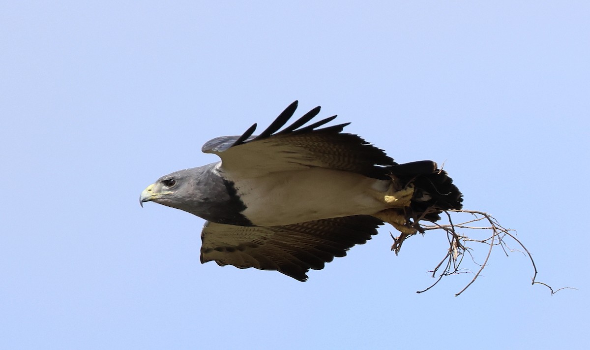 Black-chested Buzzard-Eagle - ML623352583