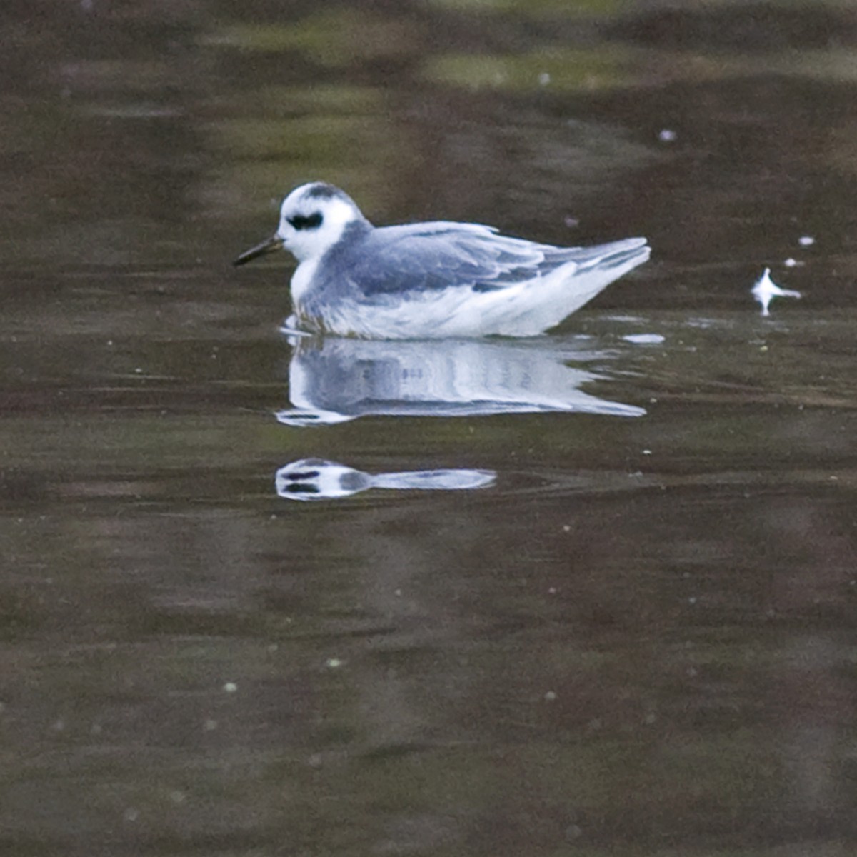 Red Phalarope - ML623352618