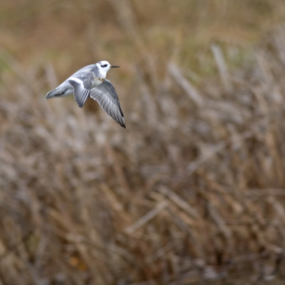 Red Phalarope - ML623352619