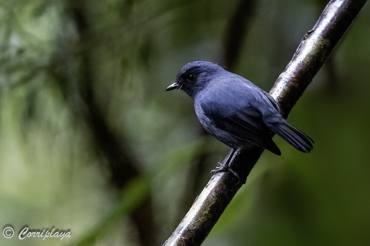 Blue-gray Robin - Fernando del Valle