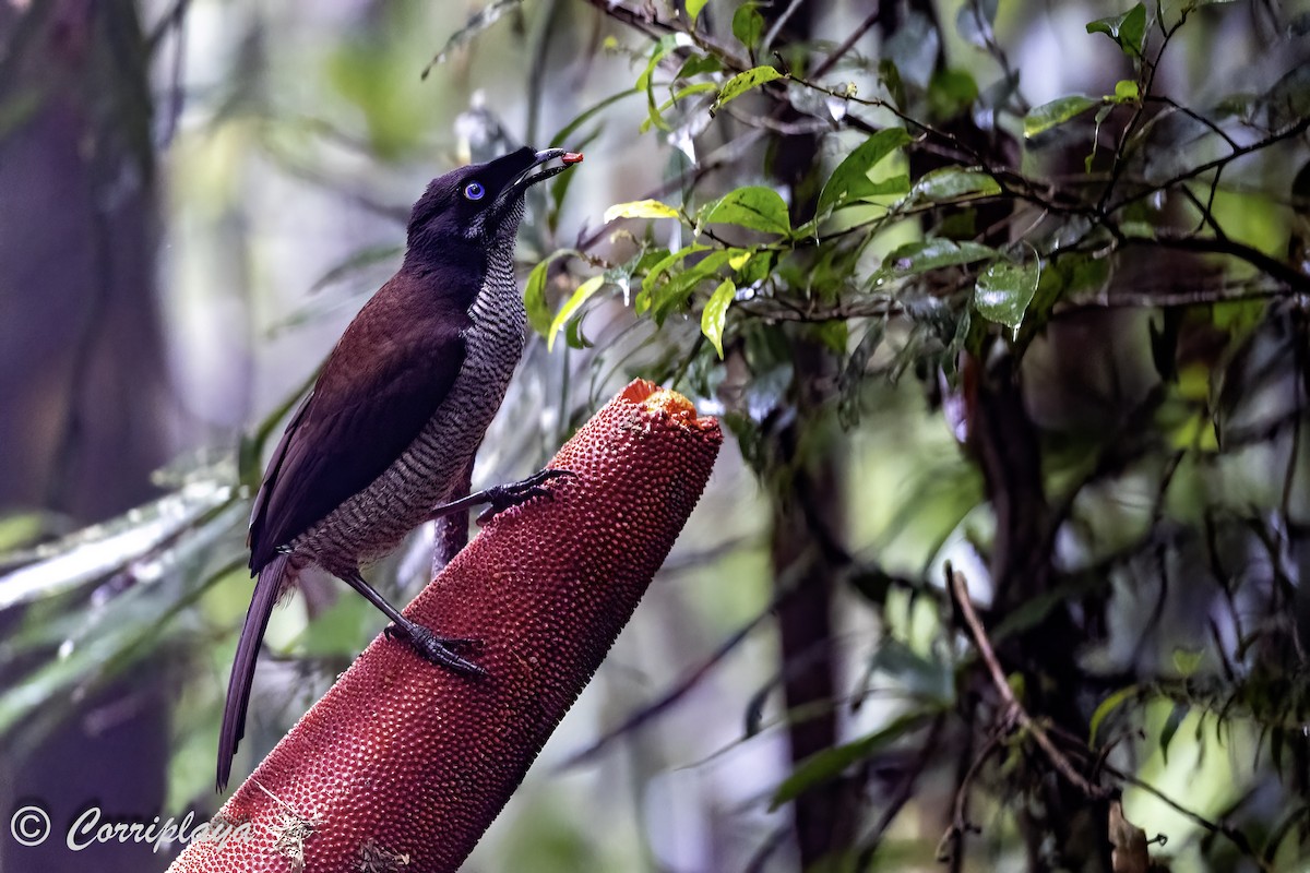 Western Parotia - ML623352644