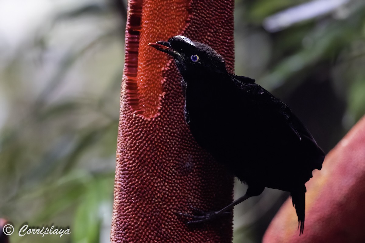 Western Parotia - ML623352648