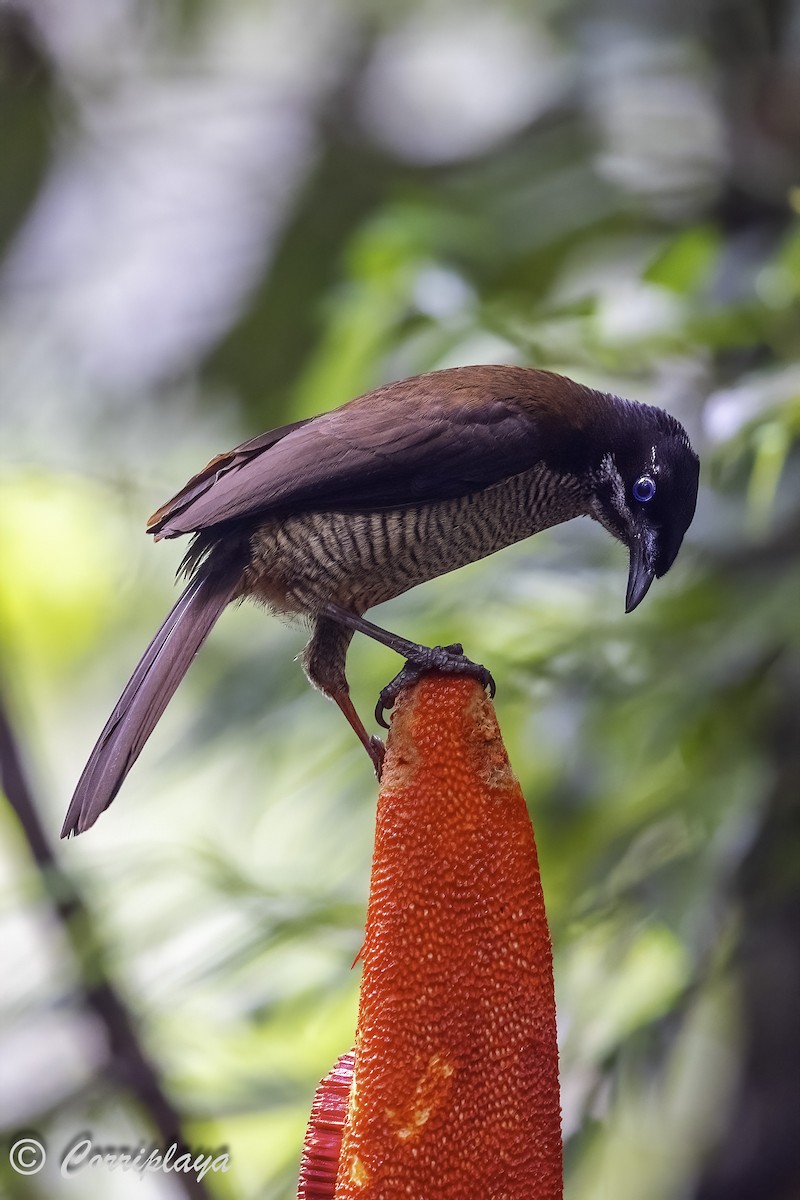 Western Parotia - ML623352650