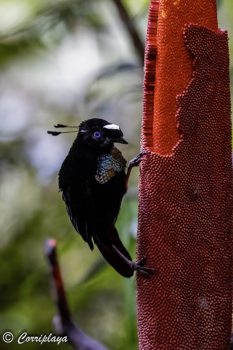 Western Parotia - ML623352661