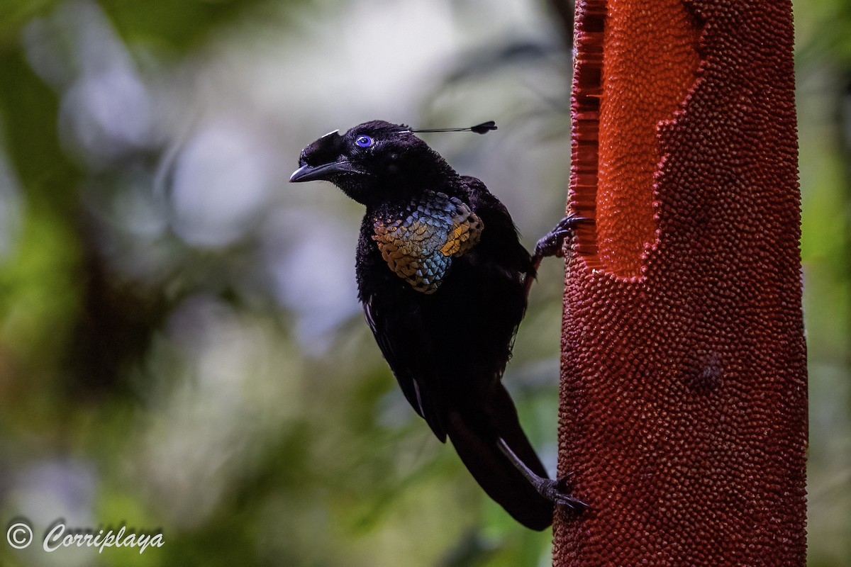 Western Parotia - Fernando del Valle