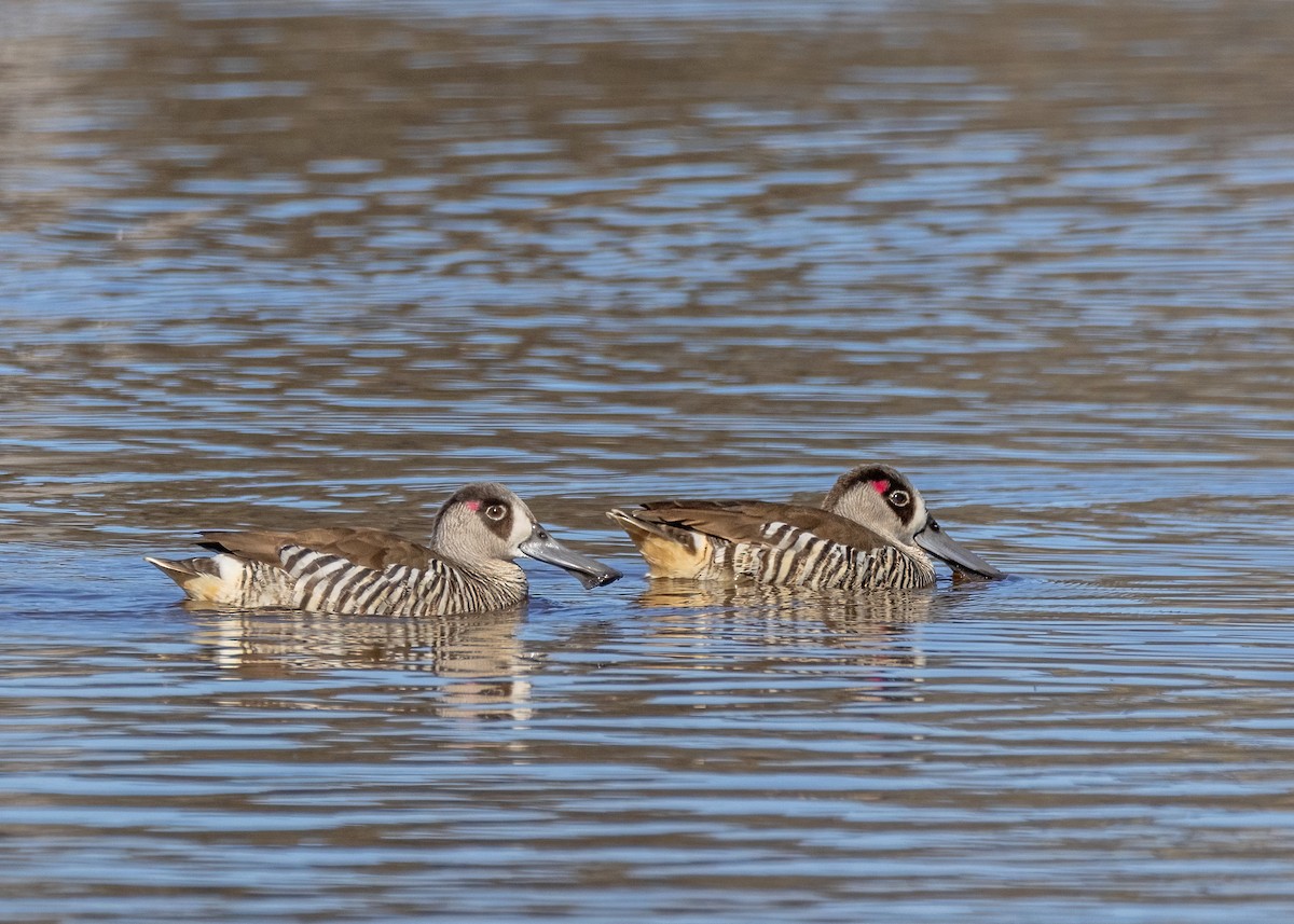 Pink-eared Duck - ML623352679