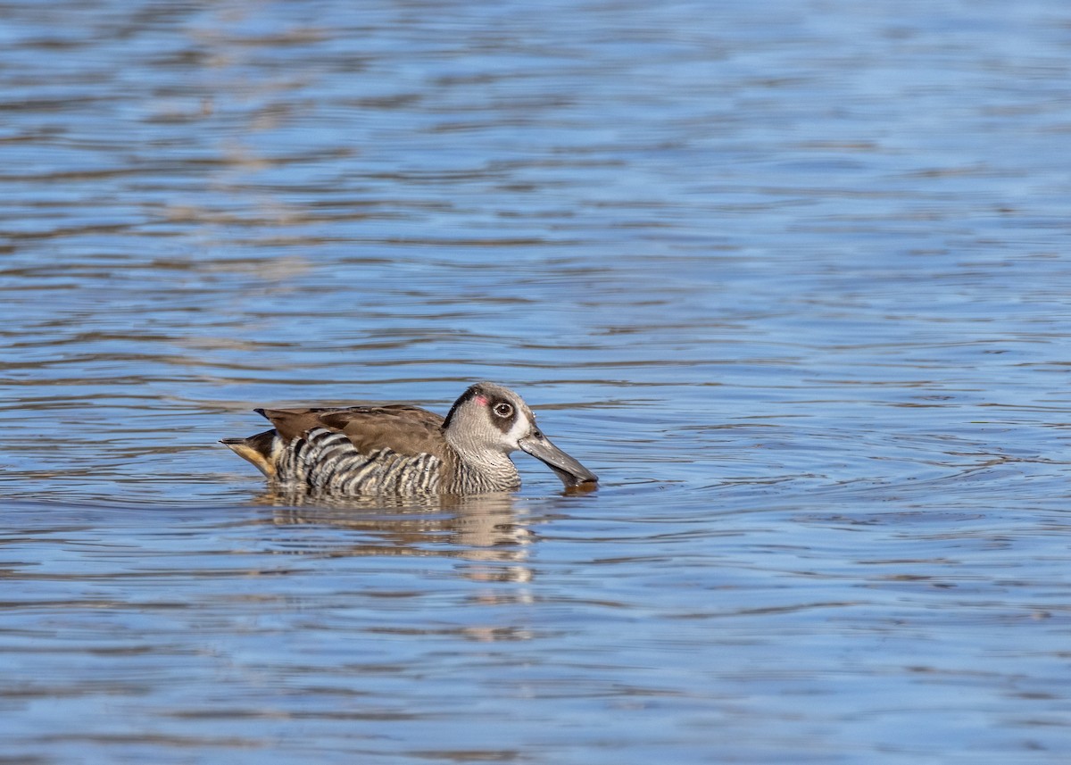 Pink-eared Duck - ML623352680