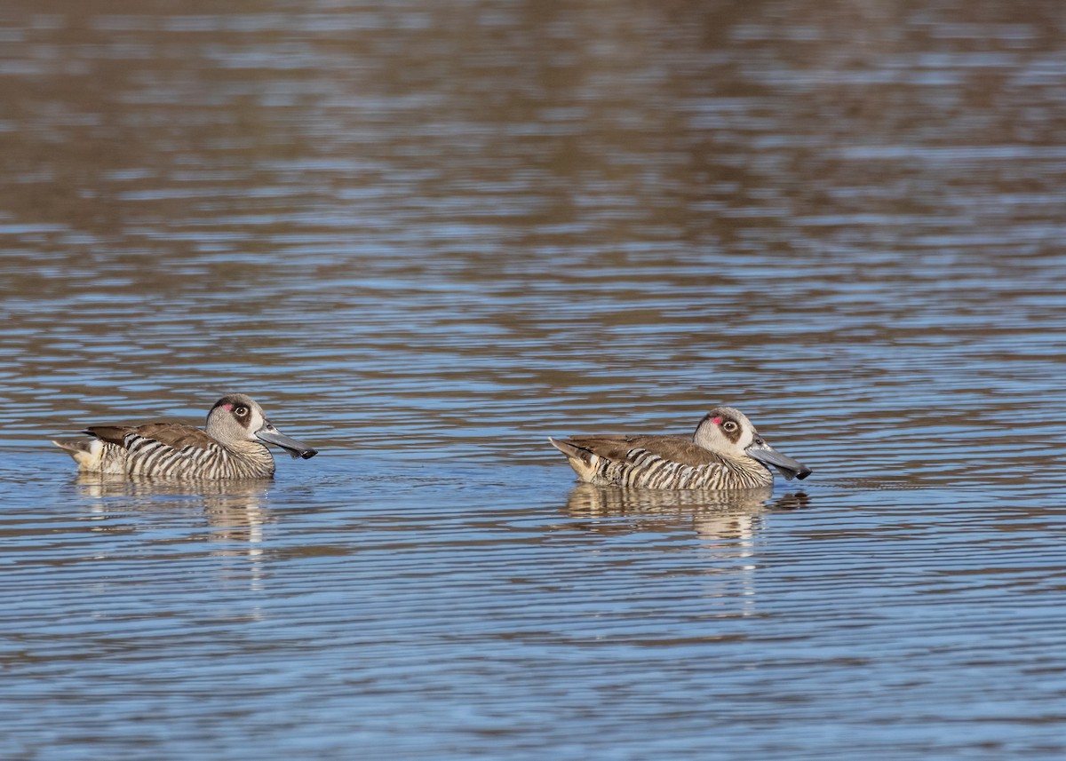 Pink-eared Duck - ML623352681