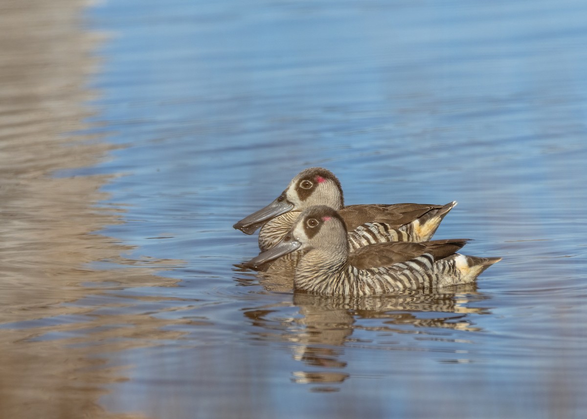 Pink-eared Duck - ML623352682