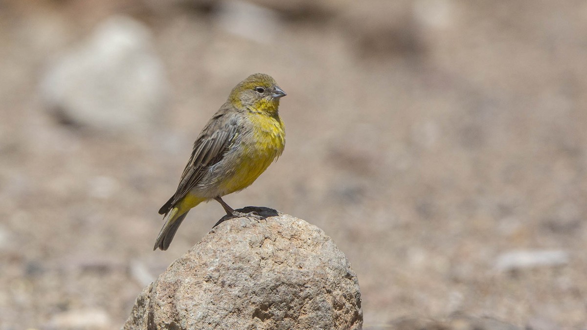 Bright-rumped Yellow-Finch - ML623352683