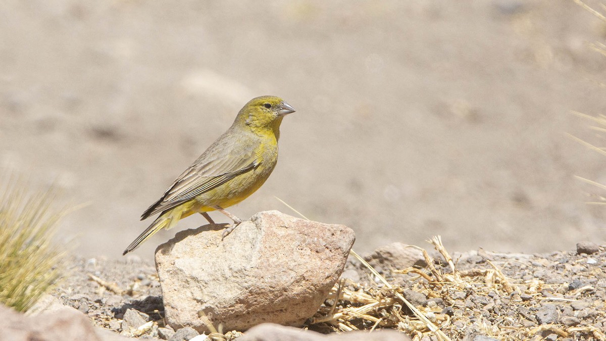 Greenish Yellow-Finch - ML623352695