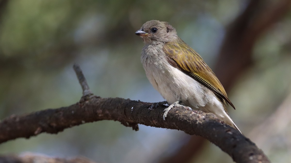 Lesser Honeyguide - ML623352771