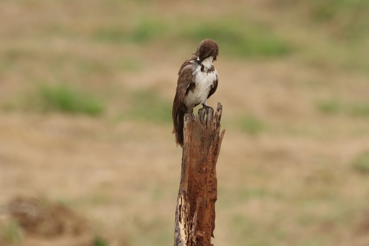 Northern Pied-Babbler - ML623352780