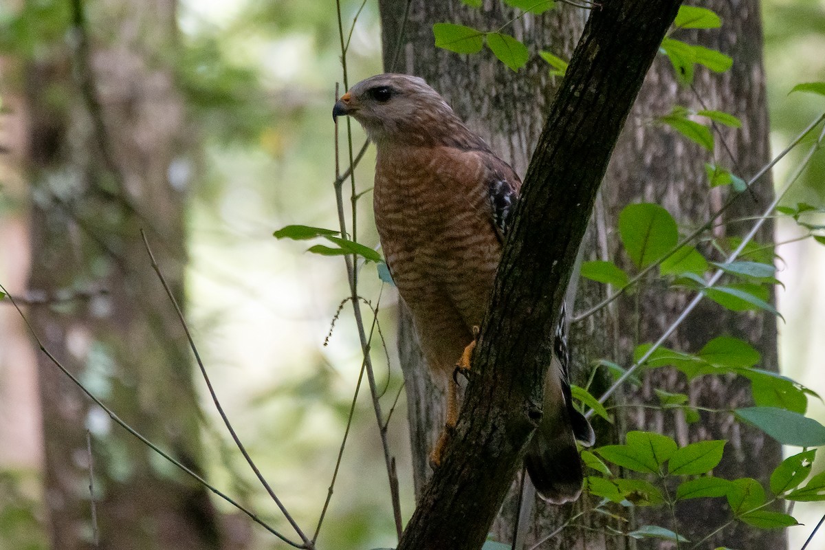 Red-shouldered Hawk - Kathy S. Prindle