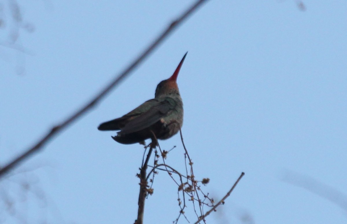 Gilded Hummingbird - ML623352866