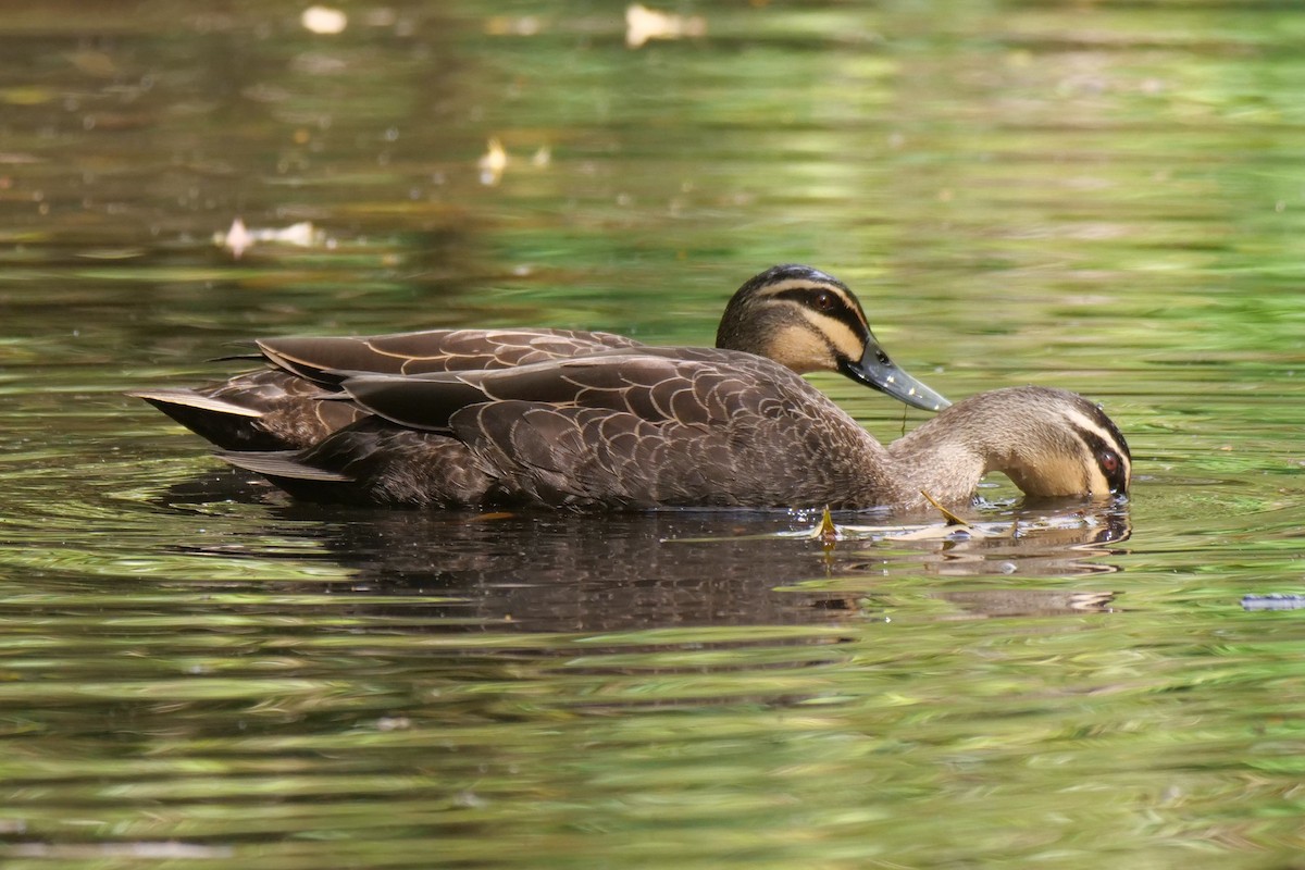 Pacific Black Duck - ML623352893