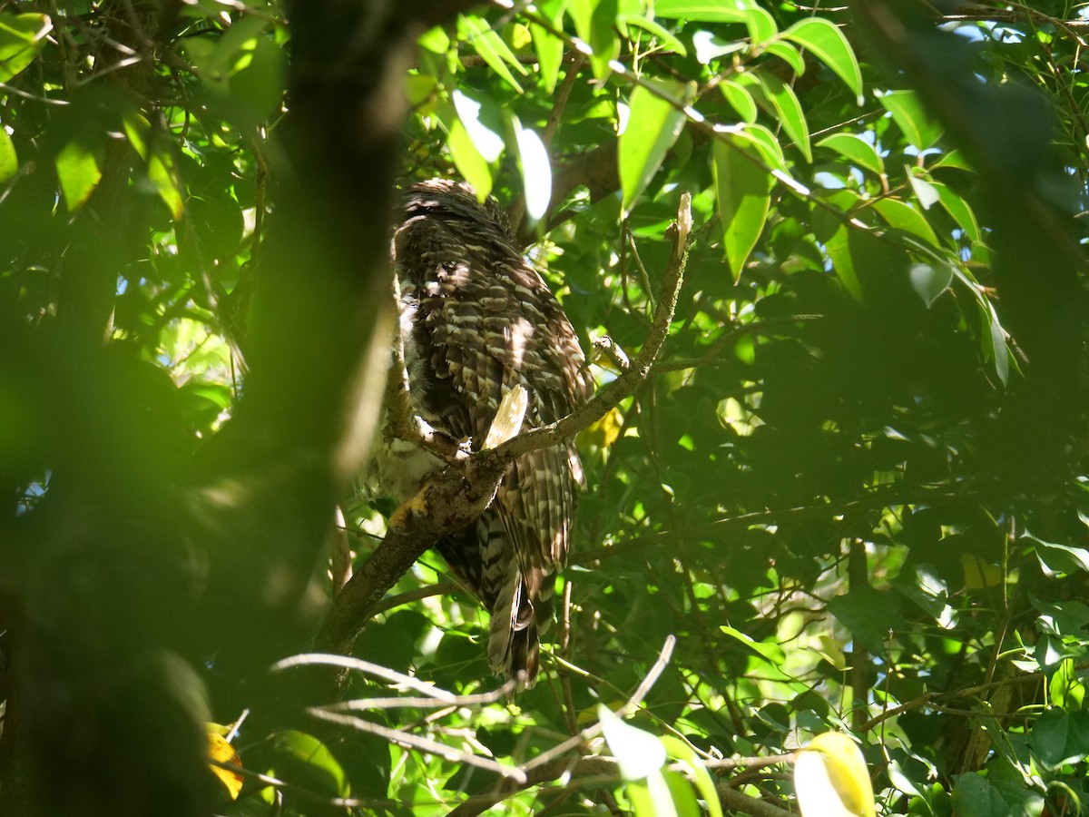 Powerful Owl - ML623352895