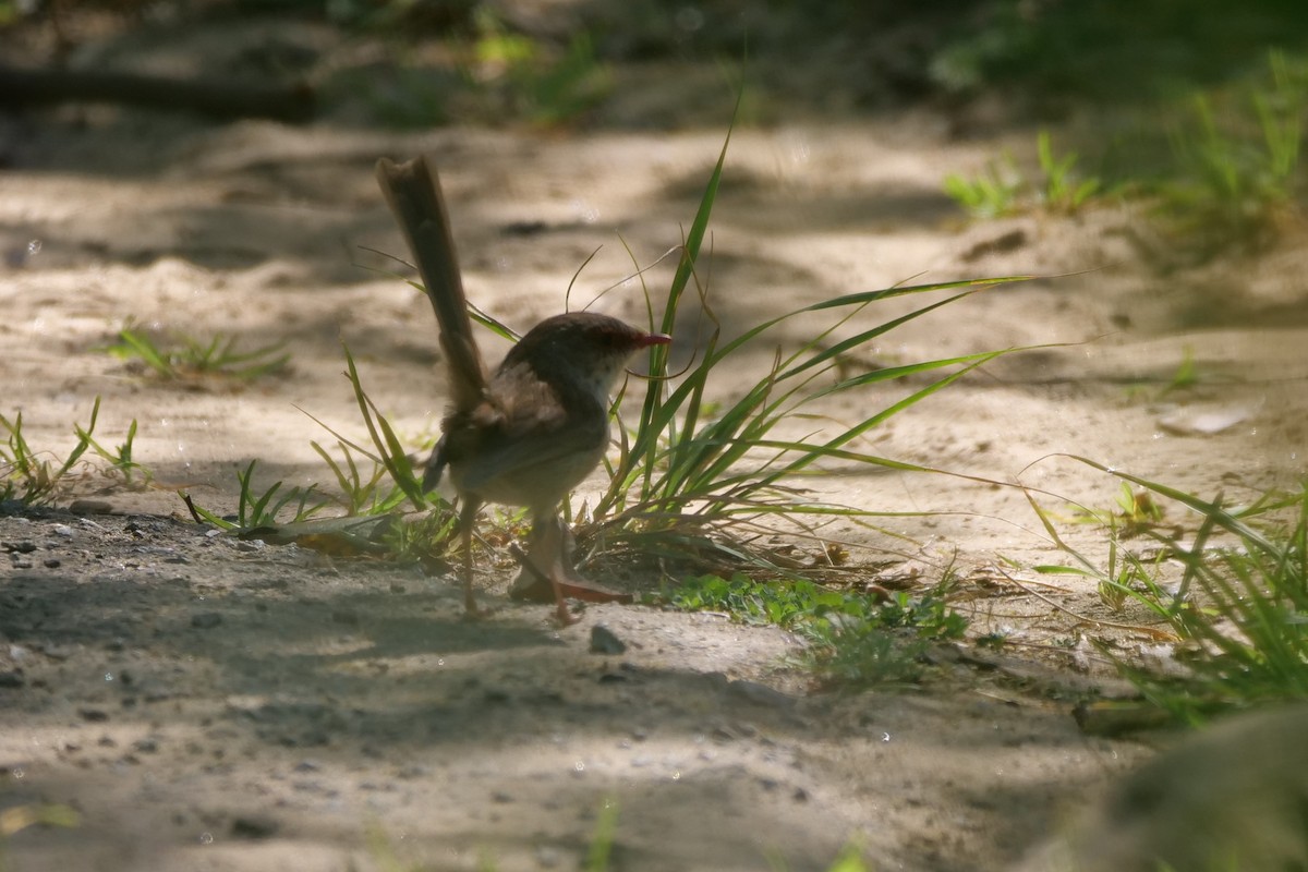 Superb Fairywren - ML623352899