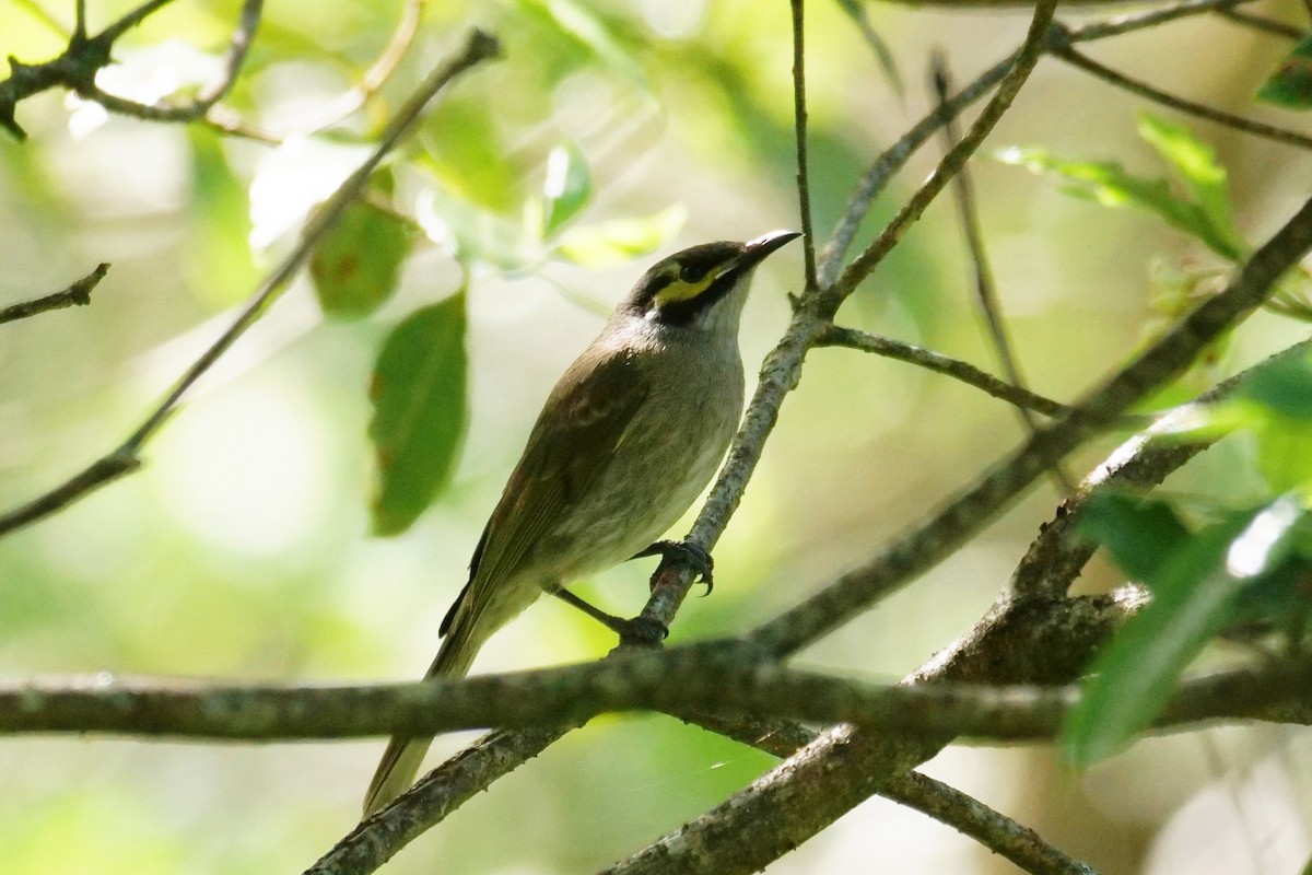 Yellow-faced Honeyeater - ML623352902