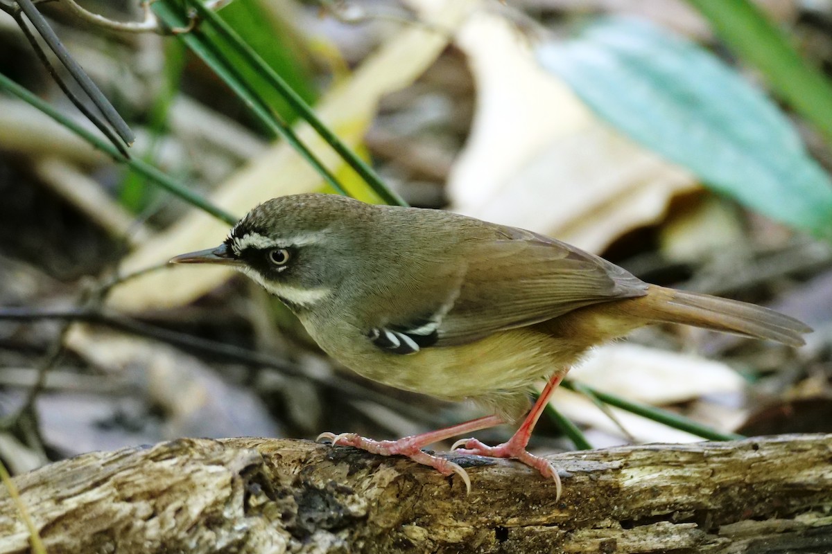 White-browed Scrubwren - ML623352906