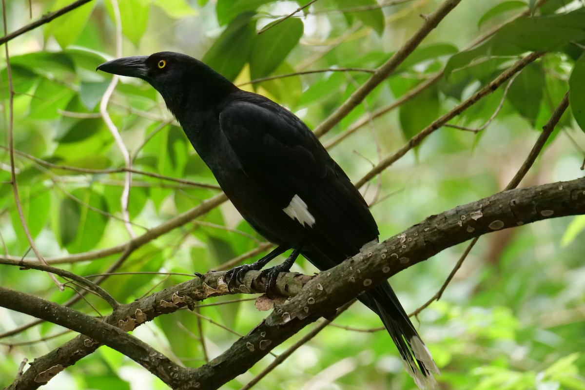 Pied Currawong - ML623352912