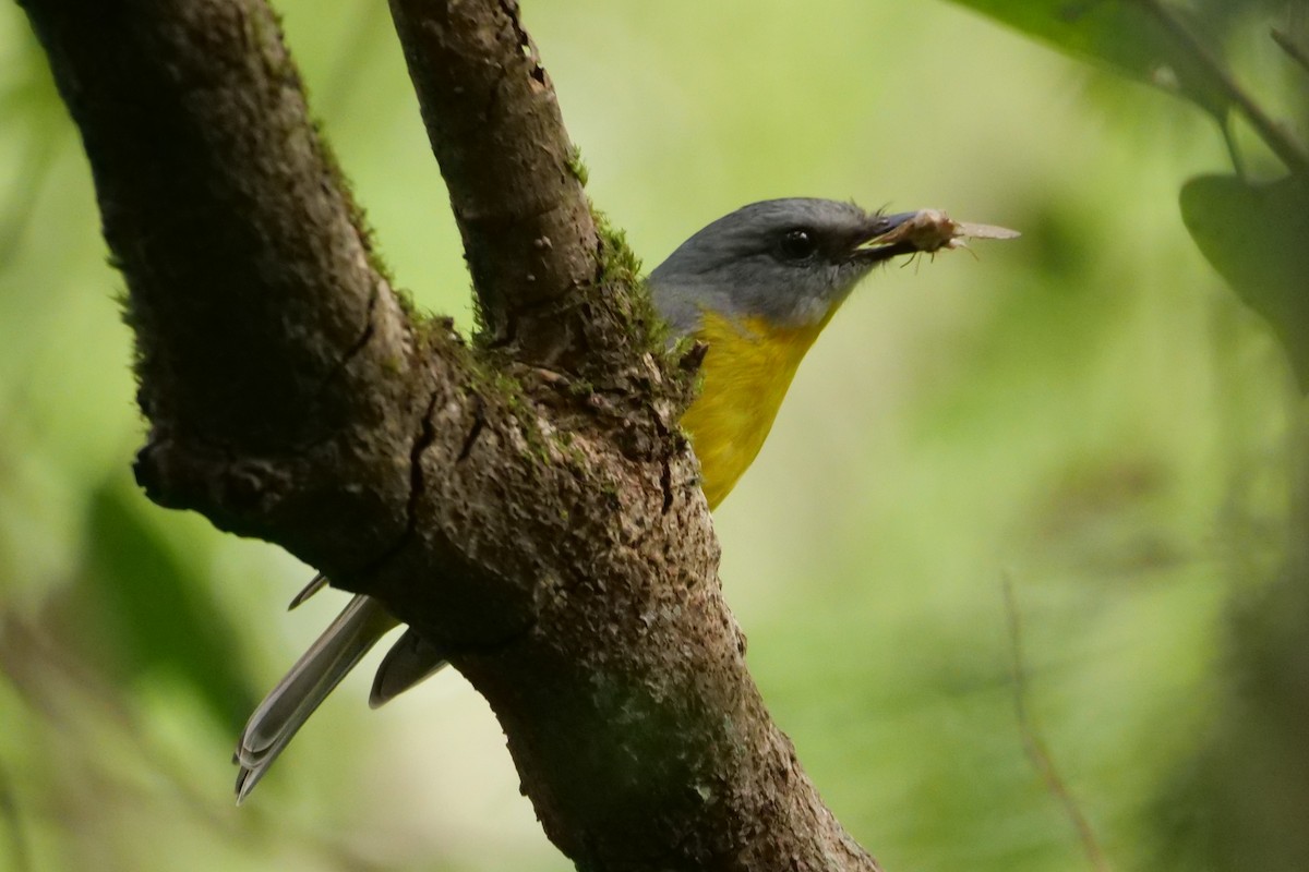 Eastern Yellow Robin - ML623352918