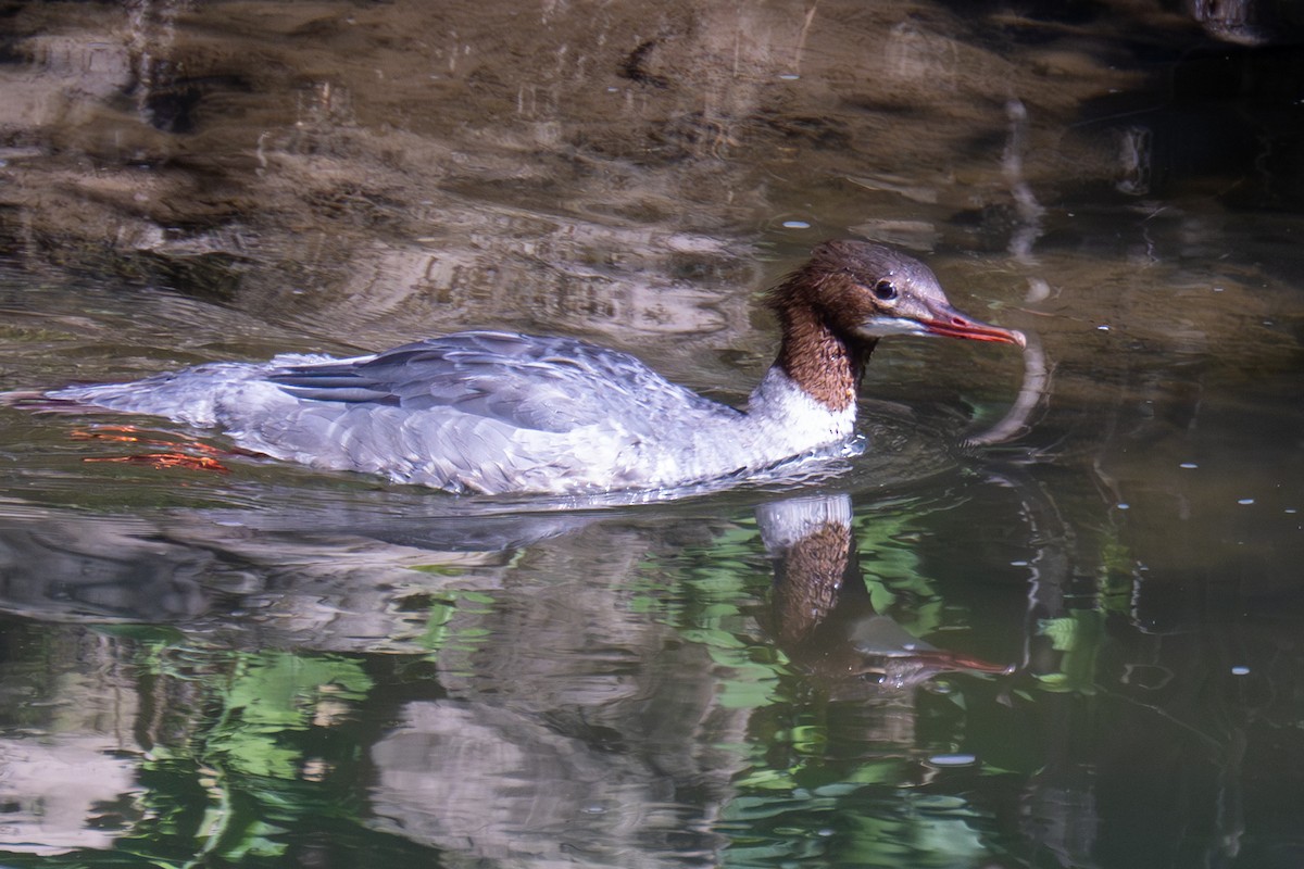 Common Merganser - ML623352931