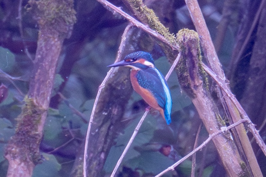 Common Kingfisher - ML623352941