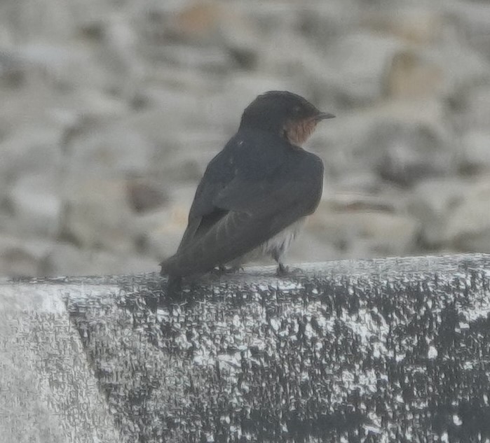 Pacific Swallow - ML623352942