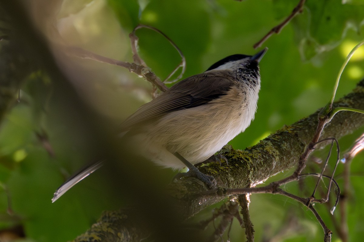 Marsh Tit - ML623352943