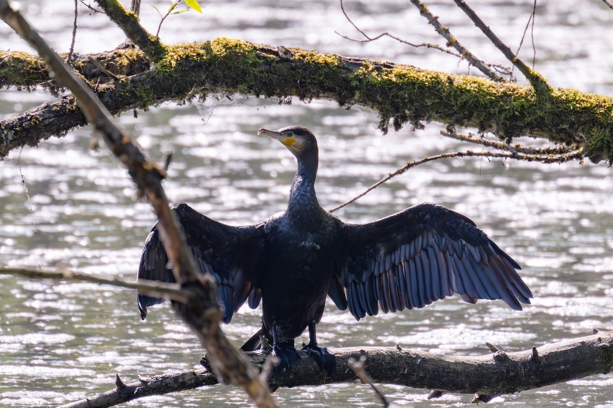 Great Cormorant - ML623352946