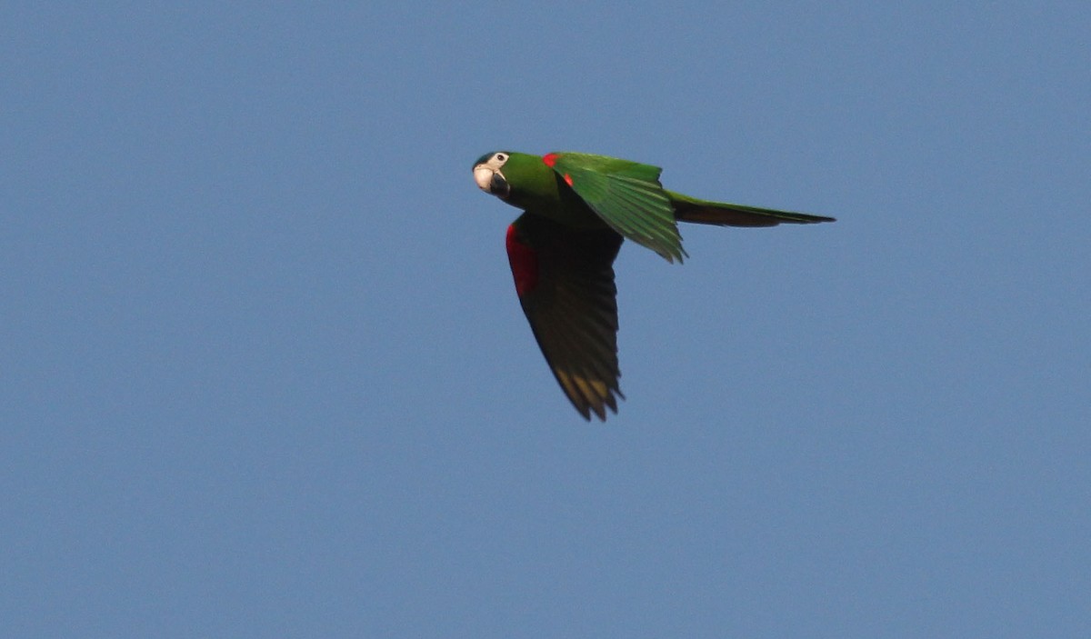 Red-shouldered Macaw (Southern) - ML623352984