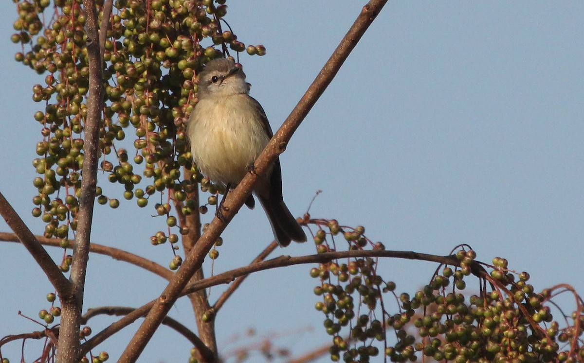 Planalto Tyrannulet - ML623352987