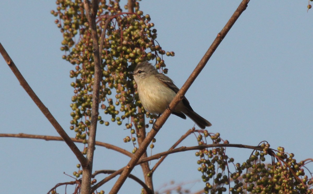 Planalto Tyrannulet - ML623352988