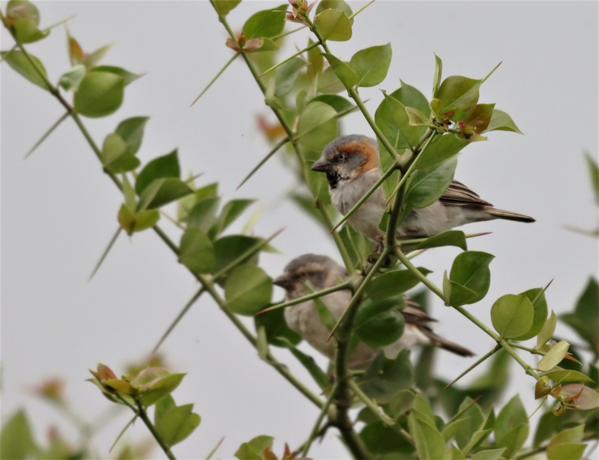 Kenya Rufous Sparrow - ML623352990