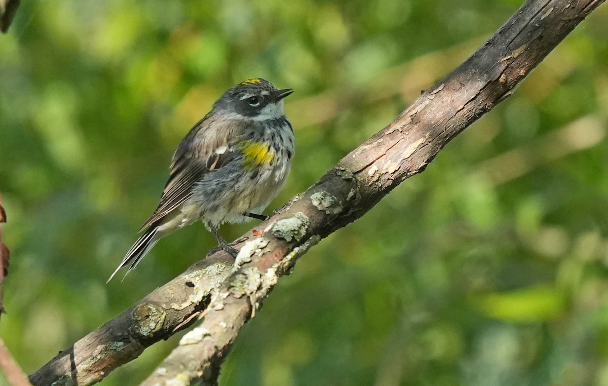 Yellow-rumped Warbler (Myrtle) - ML623353031