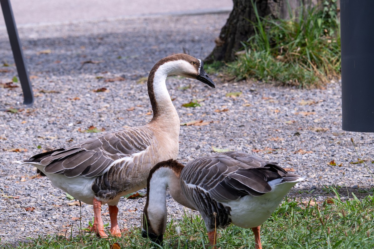 Swan Goose (Domestic type) - ML623353035