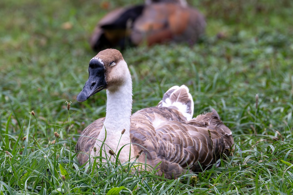 Swan Goose (Domestic type) - ML623353036