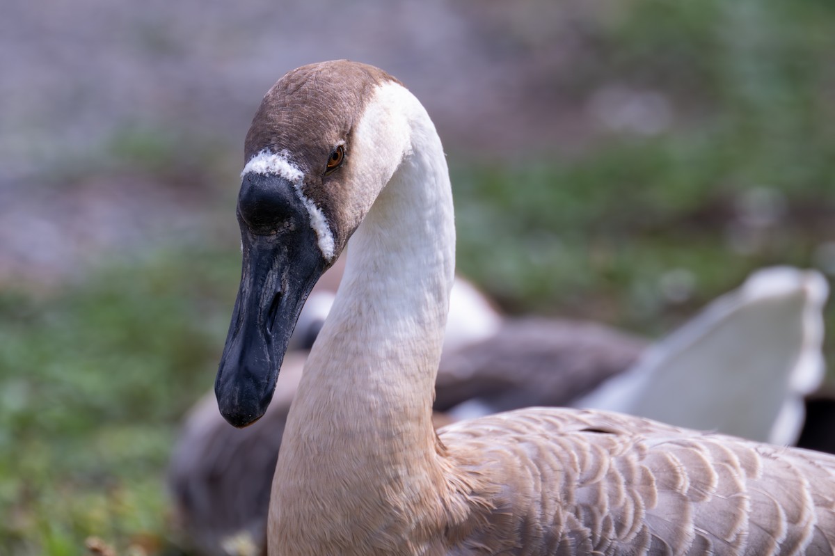 Swan Goose (Domestic type) - ML623353038