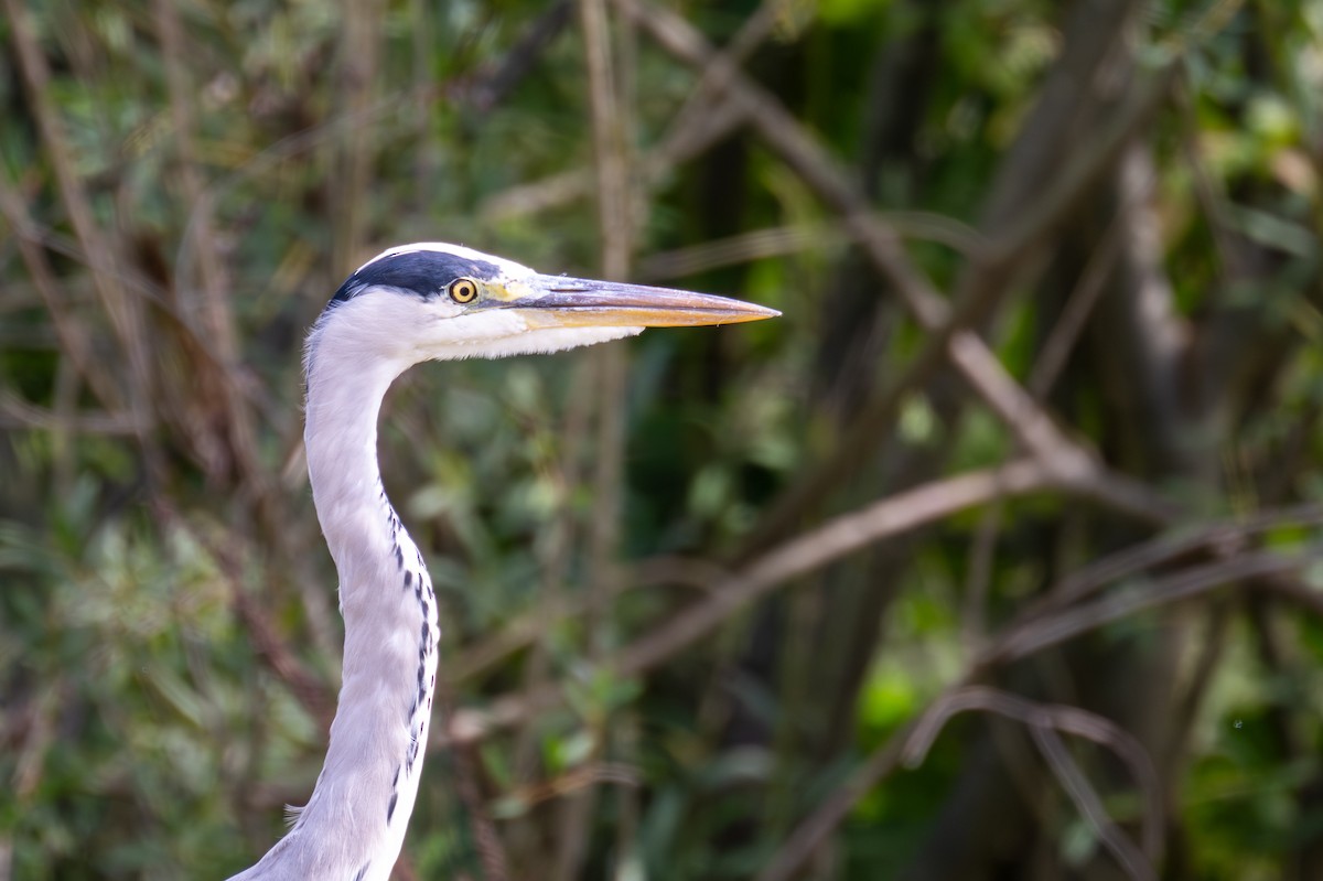 Gray Heron - ML623353060