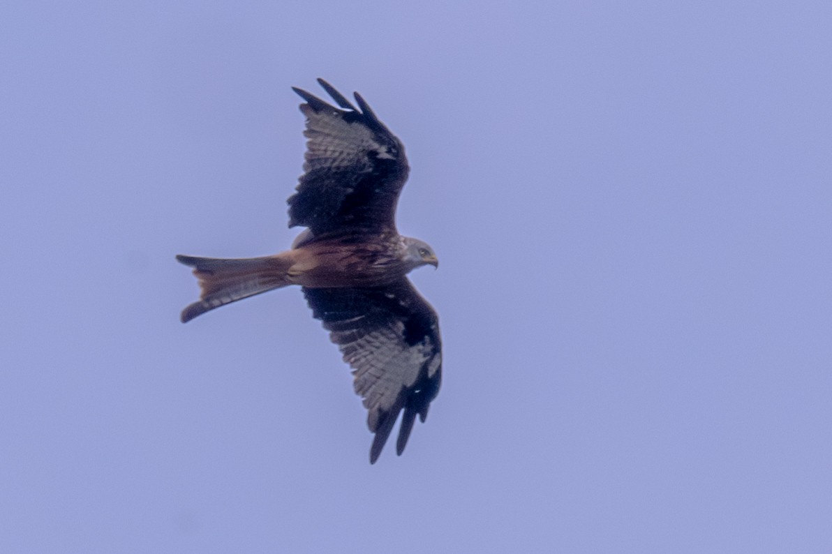 Red Kite - ML623353063