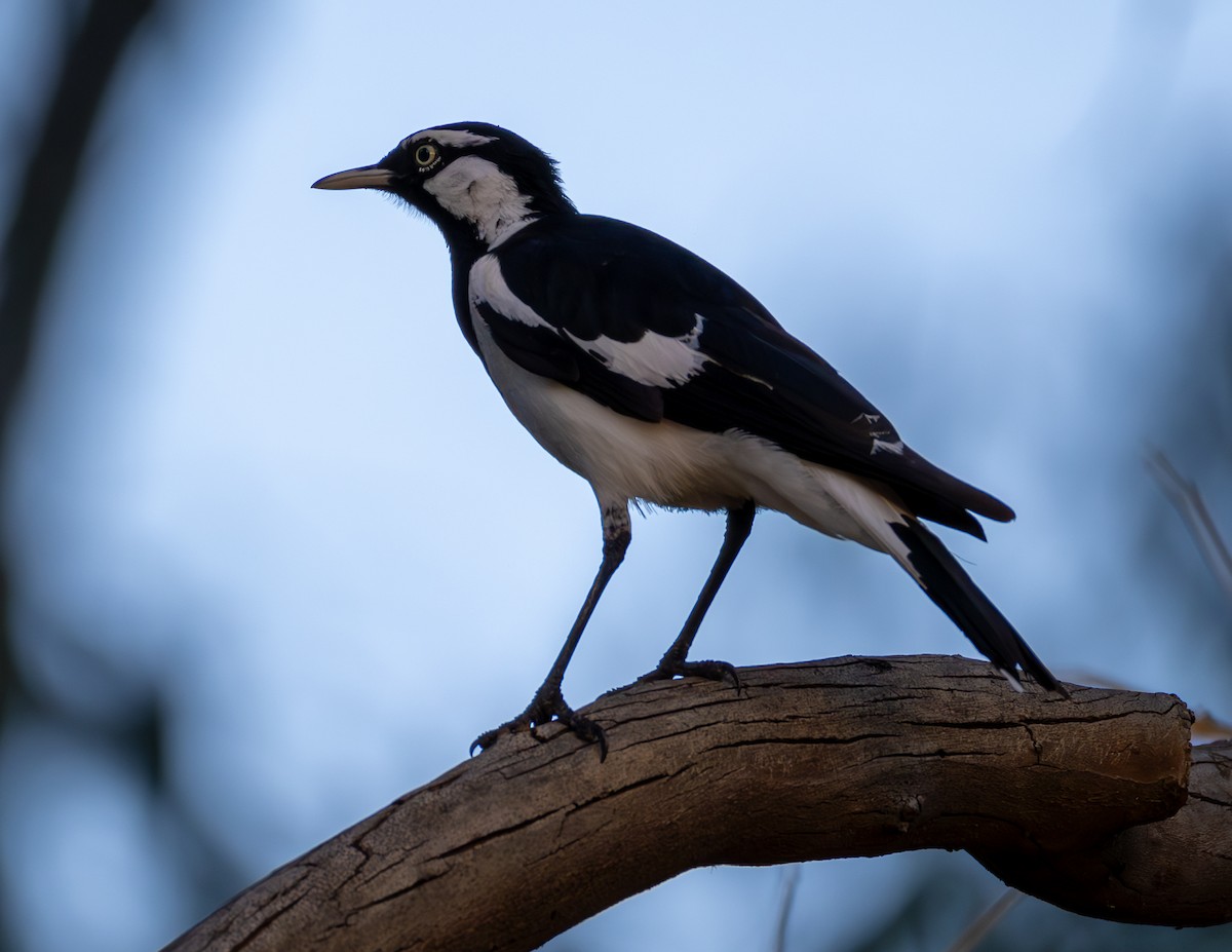 Magpie-lark - Andrew Heap