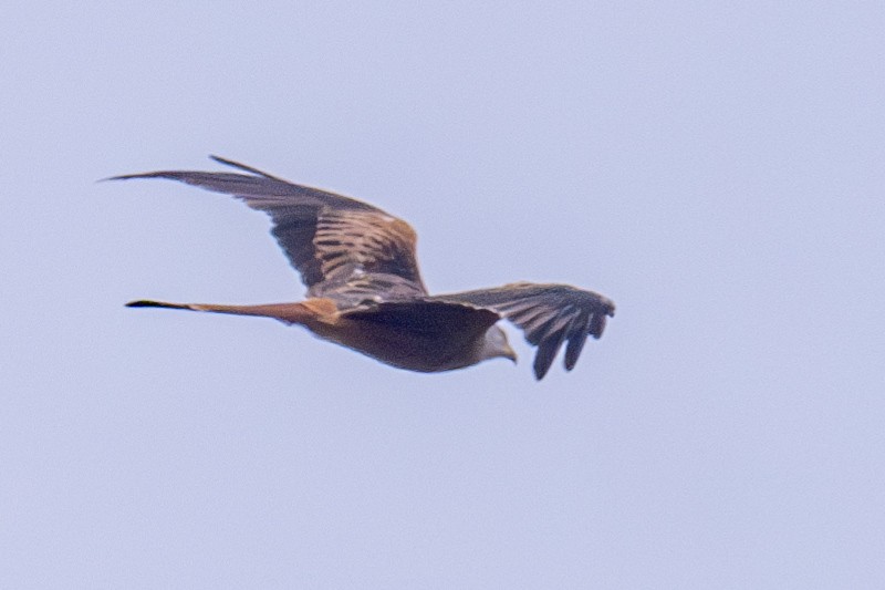 Red Kite - ML623353067