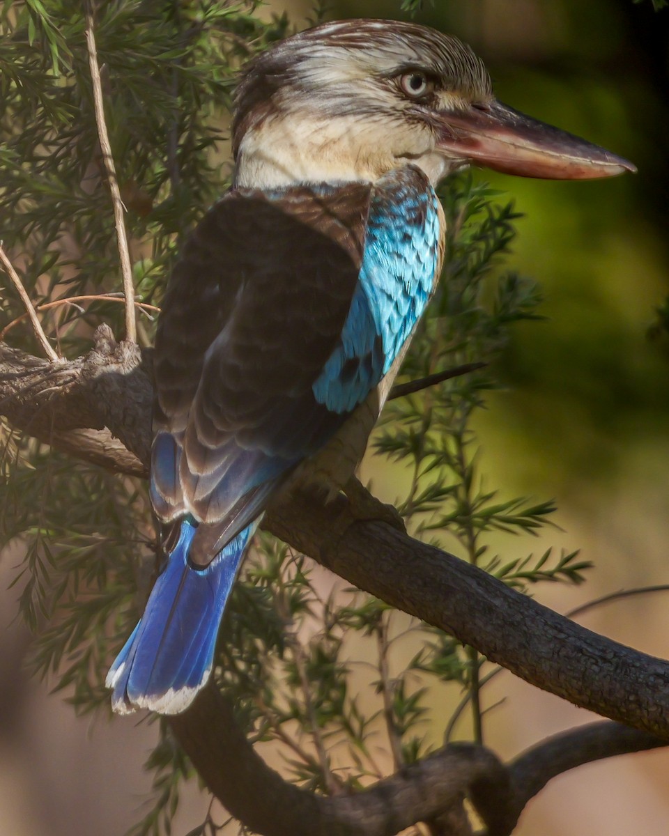 Blue-winged Kookaburra - ML623353103