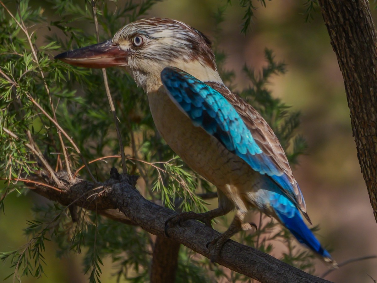 Blue-winged Kookaburra - ML623353104